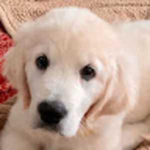 Meet your Posher, Betsy